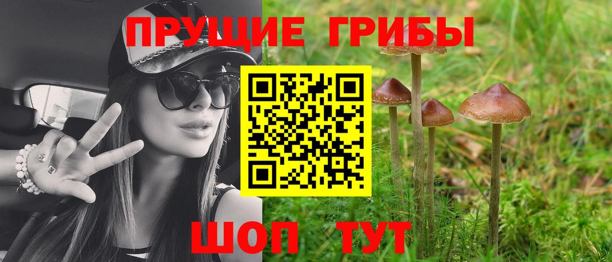 Галлюциногенные грибы прущие грибы  Псилоцибиновые грибы Psilocybe  Вход с VPN  Киров 